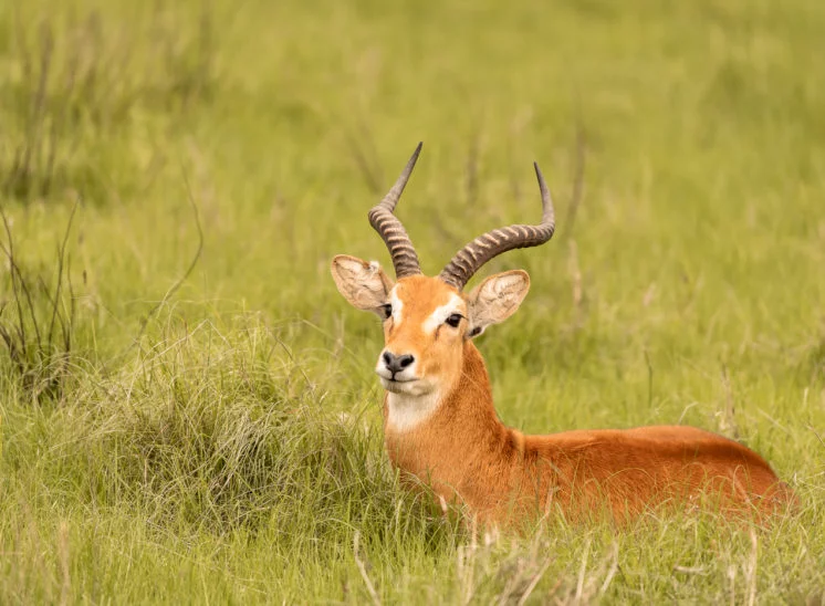Uganda-Grasantilope (Ugandan kob)