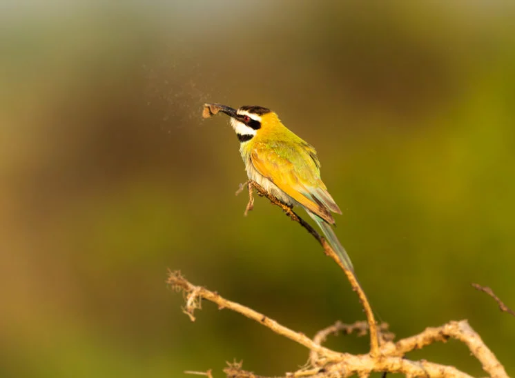 Weißkehlspint (White throated bee eater)