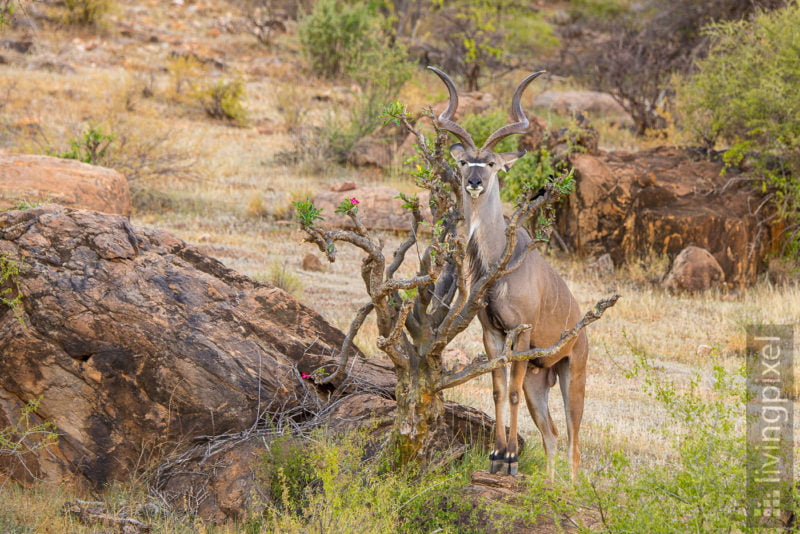Großer Kudu (Greater kudu)