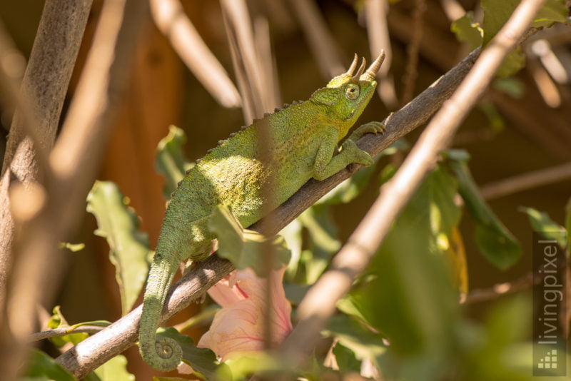 Dreihornchamäleon (Jackson's chameleon)
