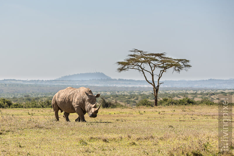 Breitmaulnashorn (White rhinoceros)