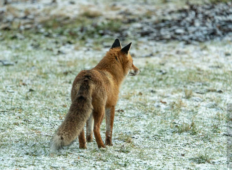 Rotfuchs (Red fox)