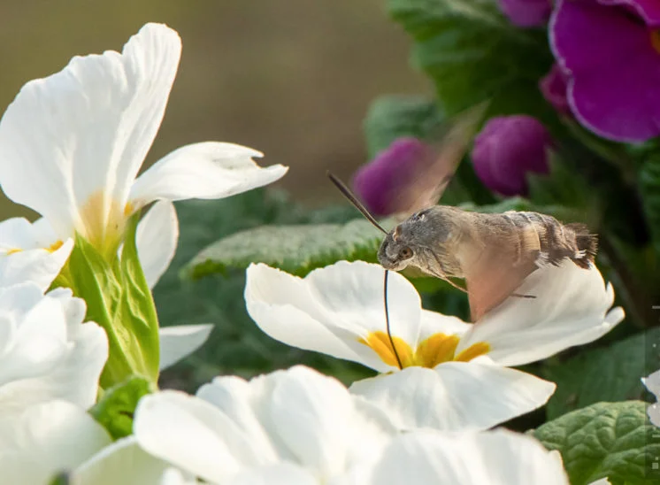 Taubenschwänzchen (Hummingbird hawk-moth)