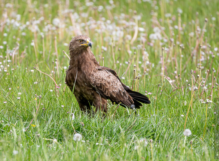 Schreiadler (Lesser spotted eagle)