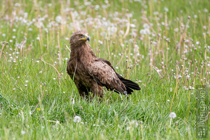 Schreiadler (Lesser spotted eagle)