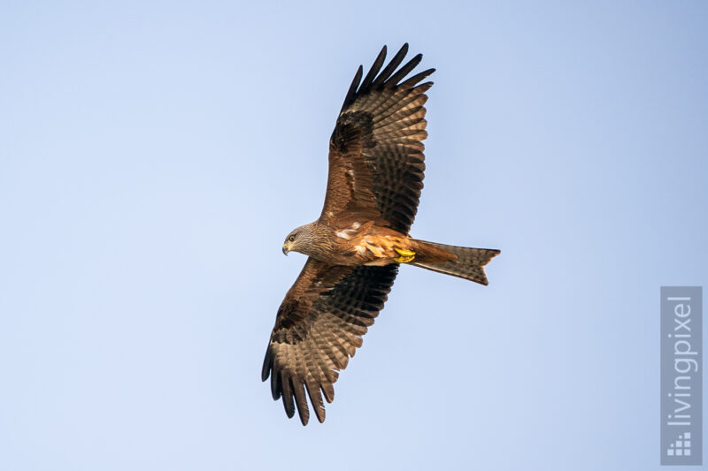 Schwarzmilan (Black kite)