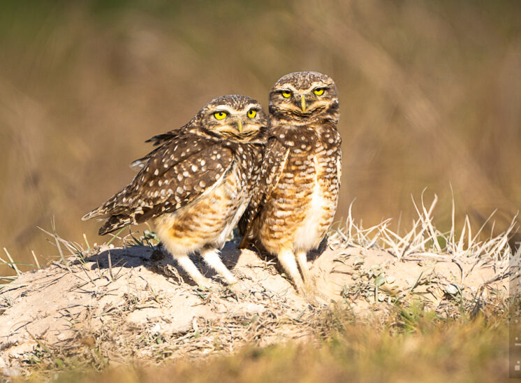 Kaninchenkauz (Burrowing owl)