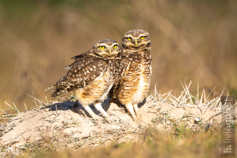 Kaninchenkauz (Burrowing owl)