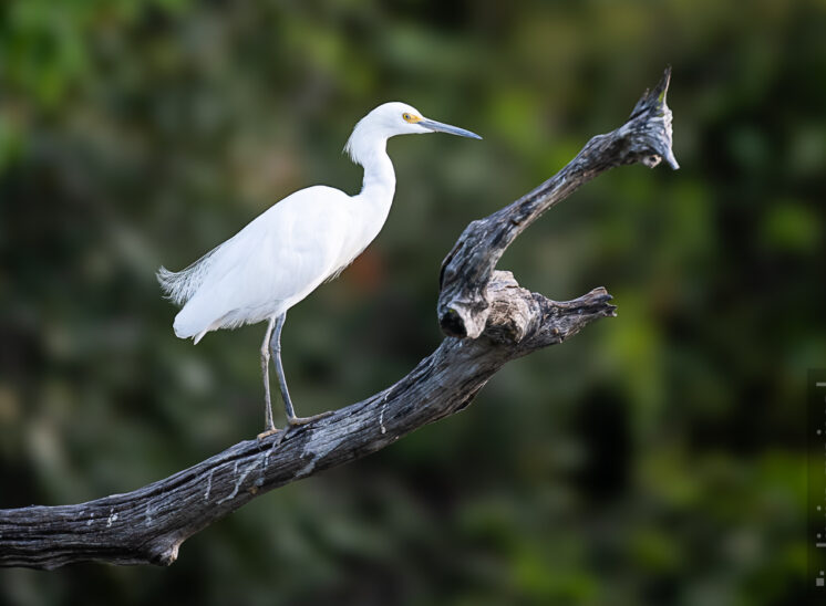 Silberreiher (Great egret)