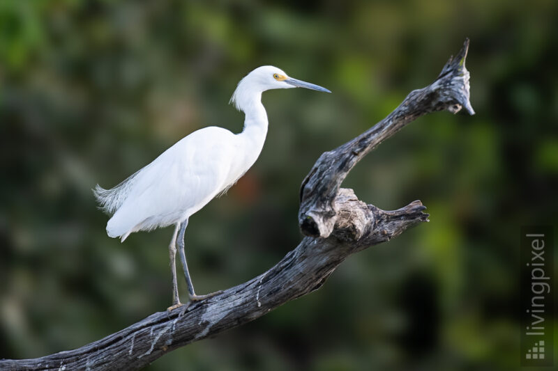 Silberreiher (Great egret)