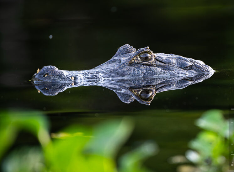 Brillenkaiman (Yacare caiman)