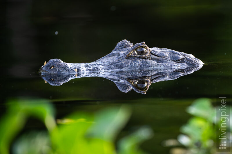 Brillenkaiman (Yacare caiman)