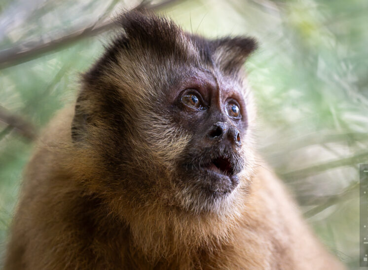 Azara-Kapuzineraffe (Hooded capuchin)