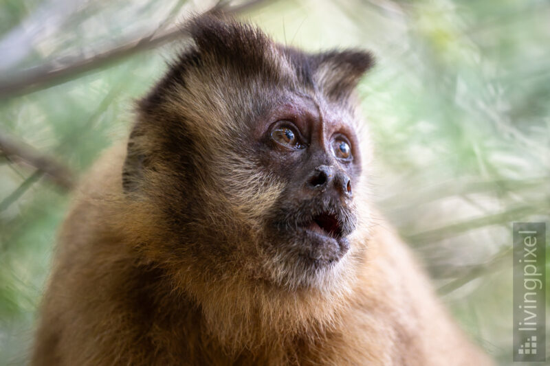 Azara-Kapuzineraffe (Hooded capuchin)