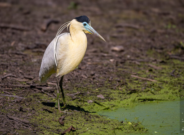 Kappenreiher (Capped heron)