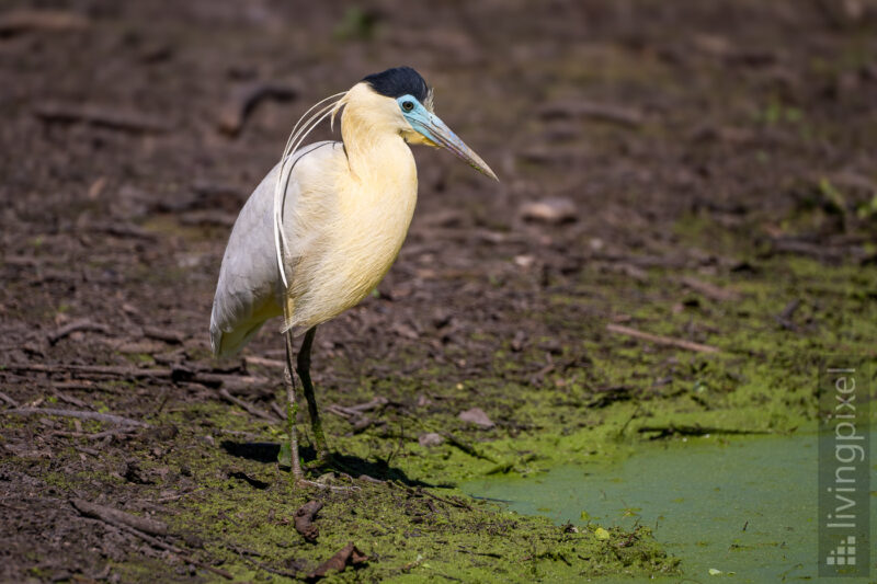 Kappenreiher (Capped heron)