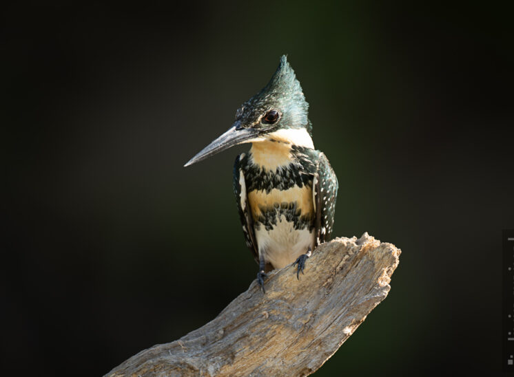 Grünfischer (Green kingfisher)