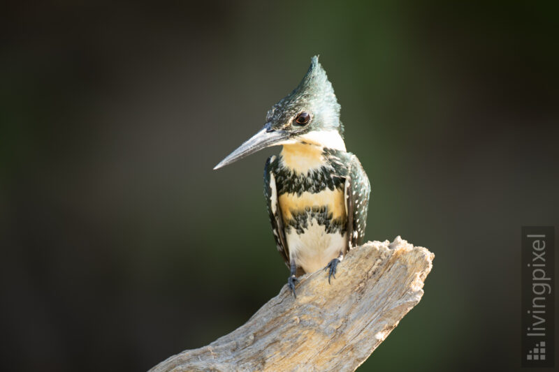 Grünfischer, Weibchen (Green kingfisher)