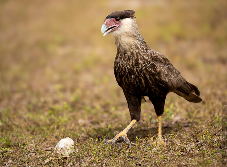 Schopfkarakara (Crested caracara)