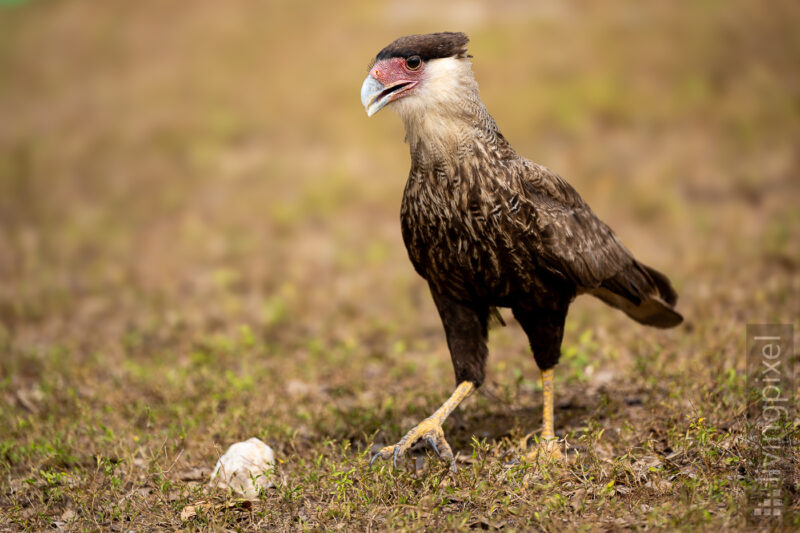 Schopfkarakara (Crested caracara)