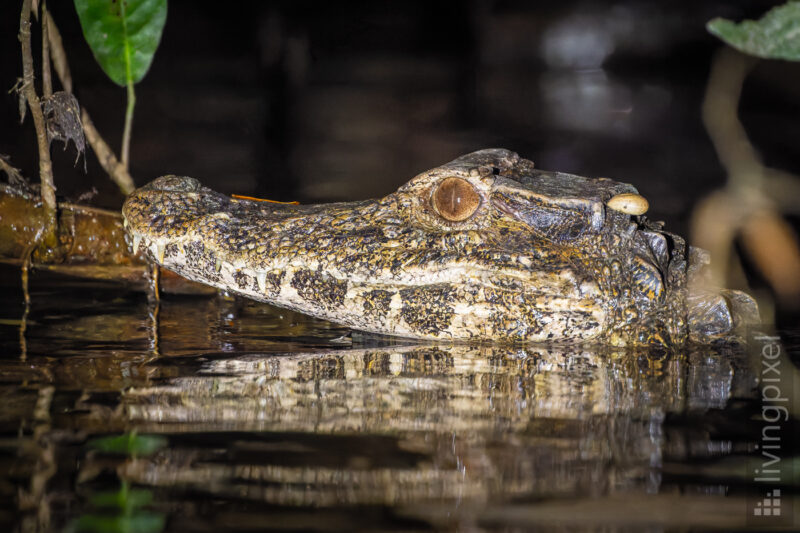 Brauen-Glattstirnkaiman (Cuvier's dwarf caiman)