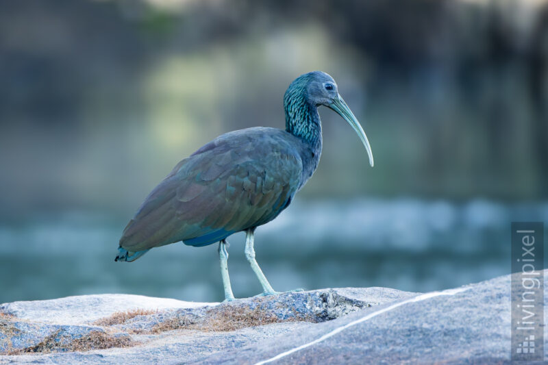 Grünibis (Green ibis)