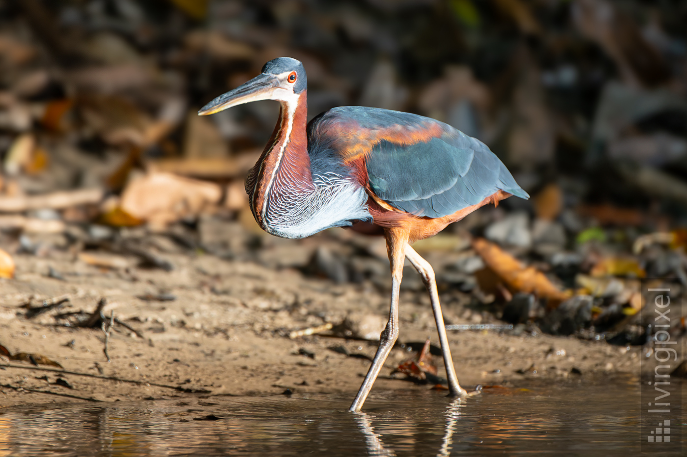 Speerreiher (Agami heron)