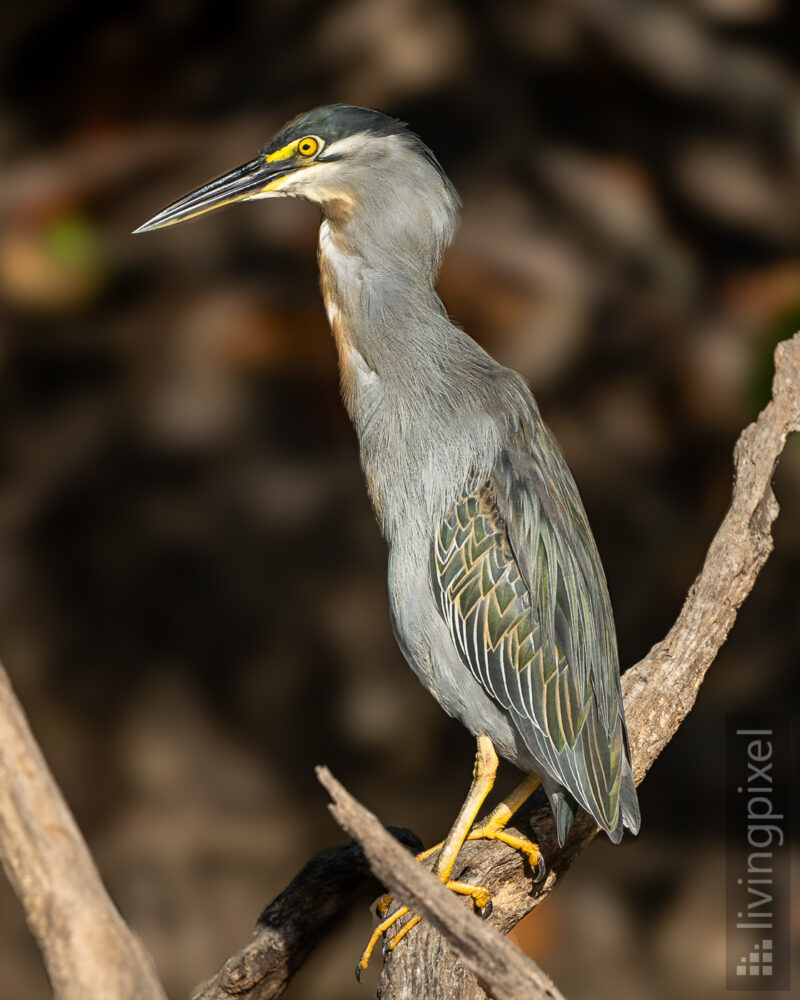 Mangrovereiher (Striated heron)