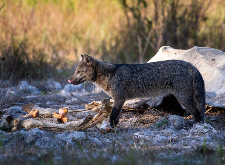 Savannenfuchs (Crab-eating fox)