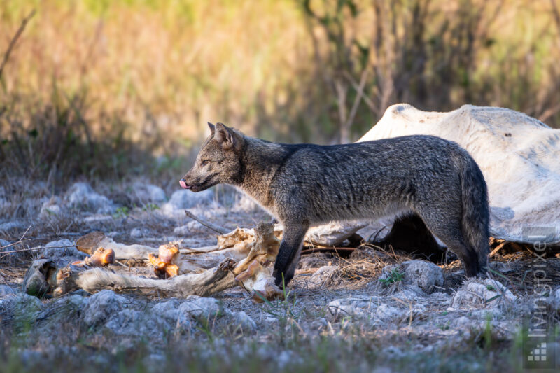 Savannenfuchs (Crab-eating fox)