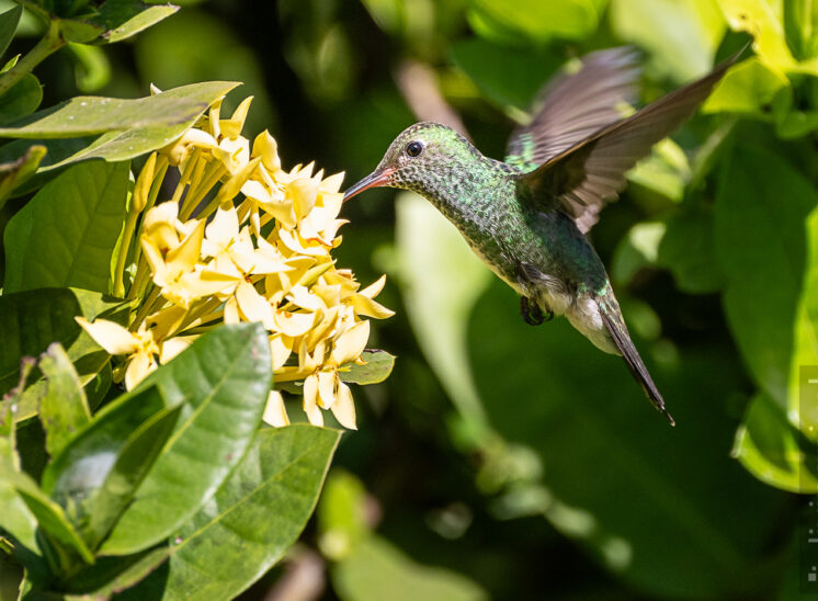 Glitzerkehlamazilie (Glittering-throated emerald)