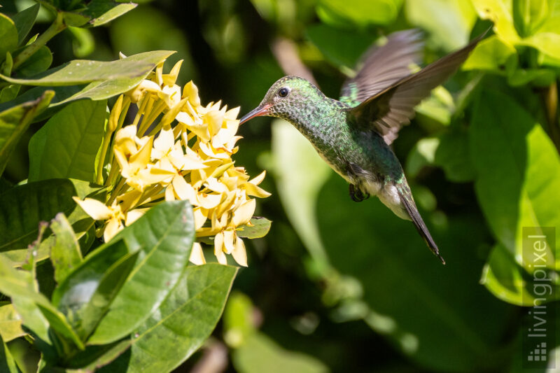 Glitzerkehlamazilie (Glittering-throated emerald)