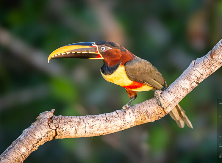 Braunohrarassari (Chestnut-eared aracari)