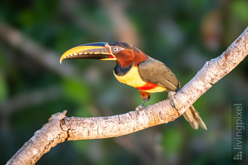 Braunohrarassari (Chestnut-eared aracari)