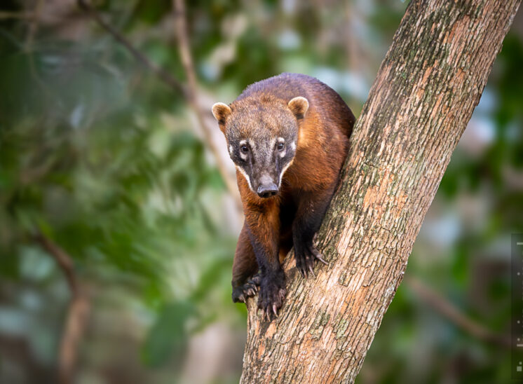 Südamerikanischer Nasenbär
(South American coati)