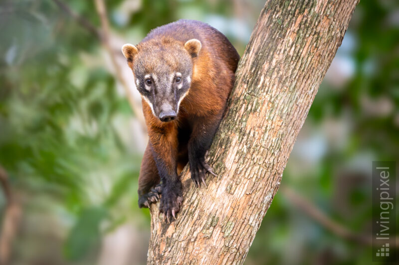 Südamerikanischer Nasenbär
(South American coati)