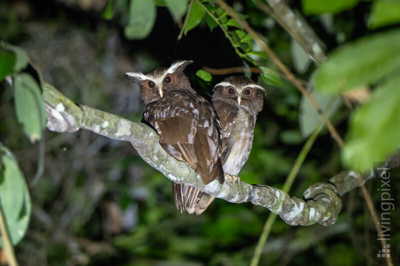 Haubenkauz (Crested owl)