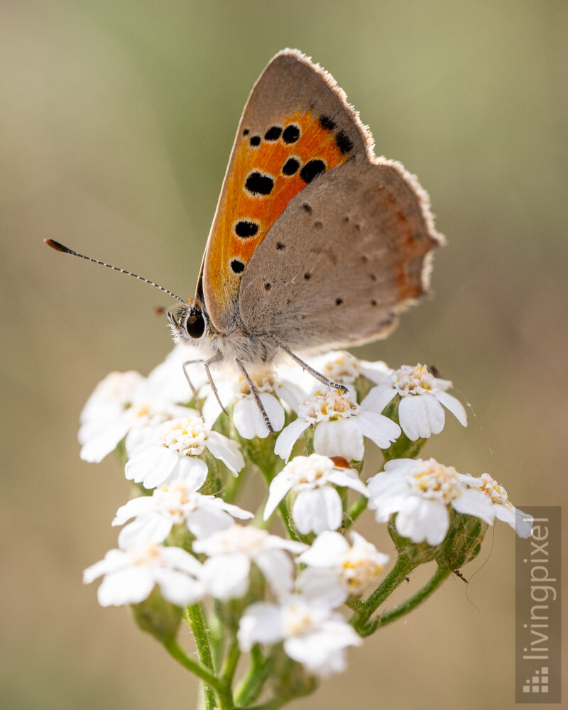 Hauhechel-Bläuling (Common blue)