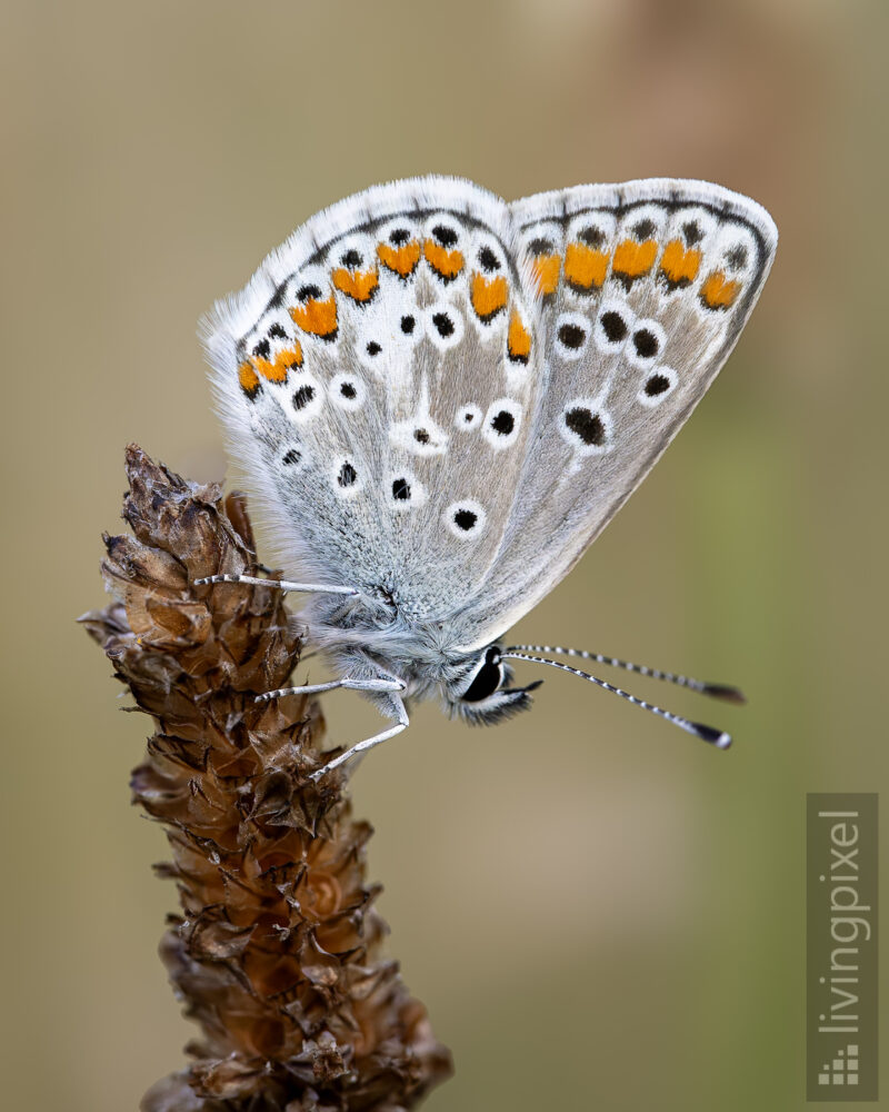 Kleiner Sonnenröschen-Bläuling (Aricia agestis)