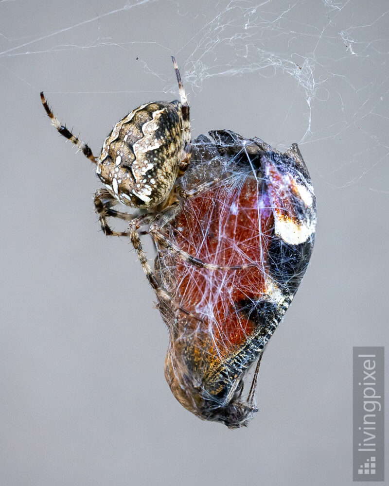 Gartenkreuzspinne (Araneus diadematus)