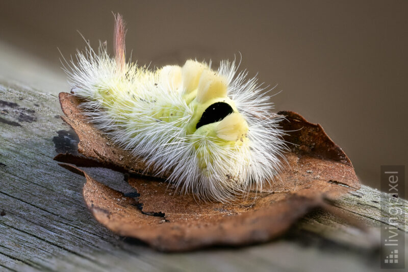 Buchen-Streckfuß (Calliteara pudibunda)