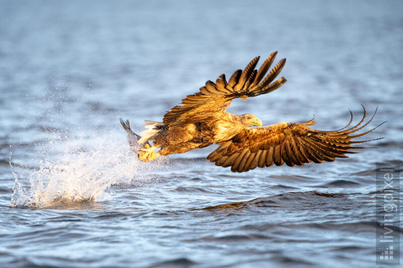 Seeadler (White-tailed eagle)