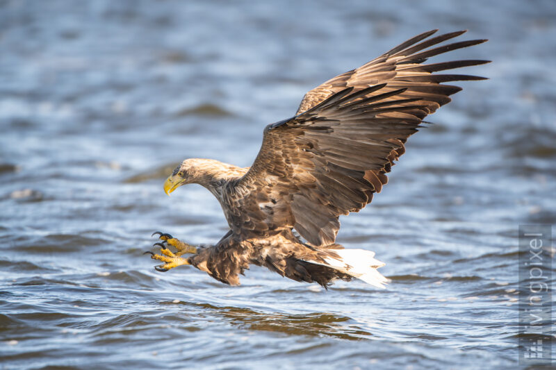 Seeadler (White-tailed eagle)