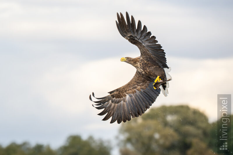 Seeadler (White-tailed eagle)