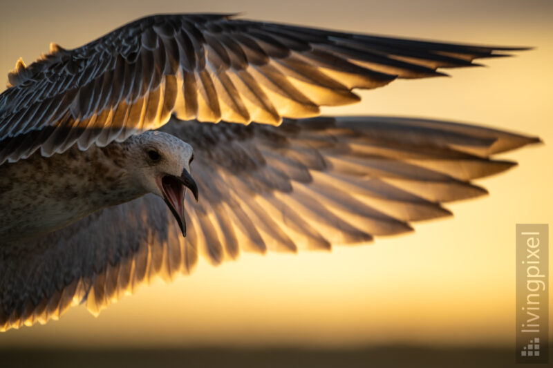 Mantelmöwe (Great black-backed gull)