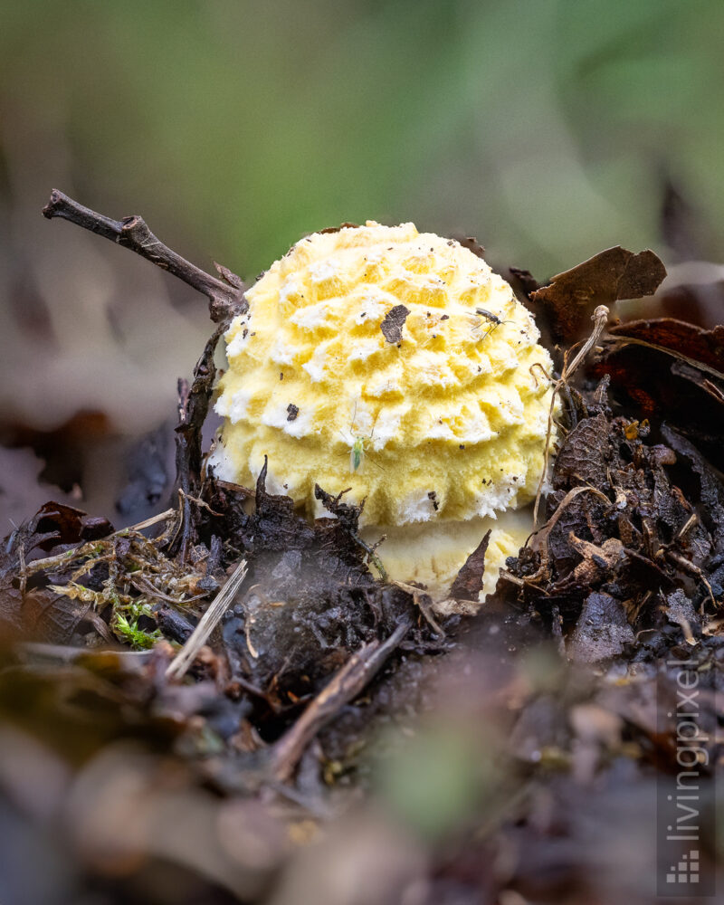 Fliegenpilz (Amanita muscaria)