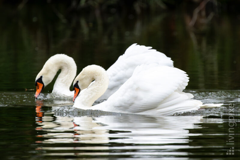 Höckerschwan (Mute swan)