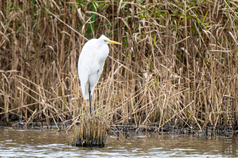 Silberreiher (Great egret)