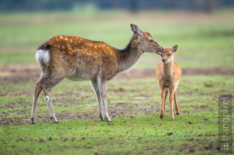 Rothirsch (Red deer)