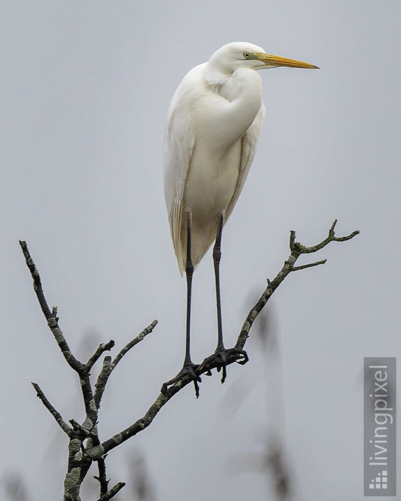 Silberreiher (Great egret)